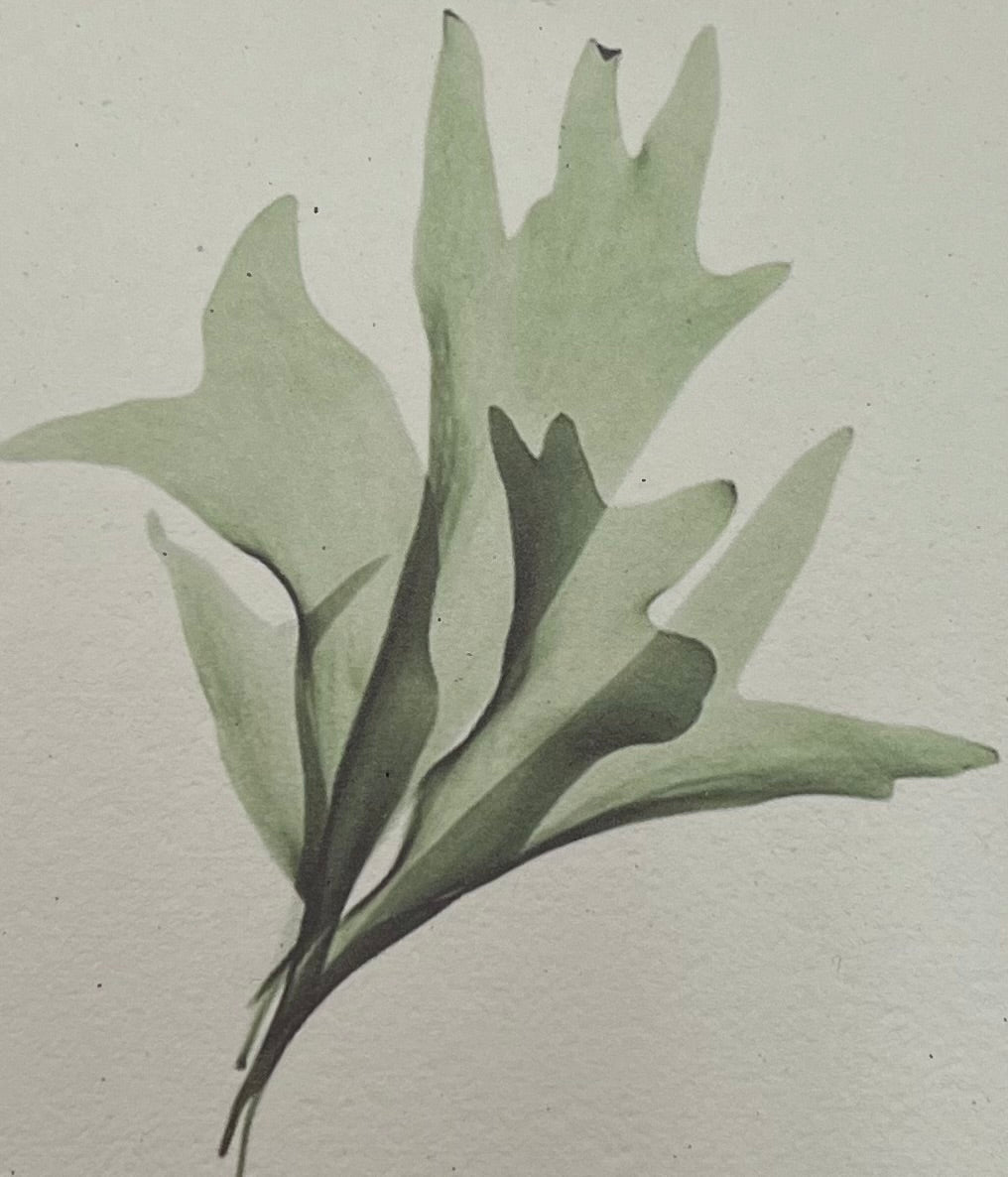 Saraswati paper cards || botanical leaf designs