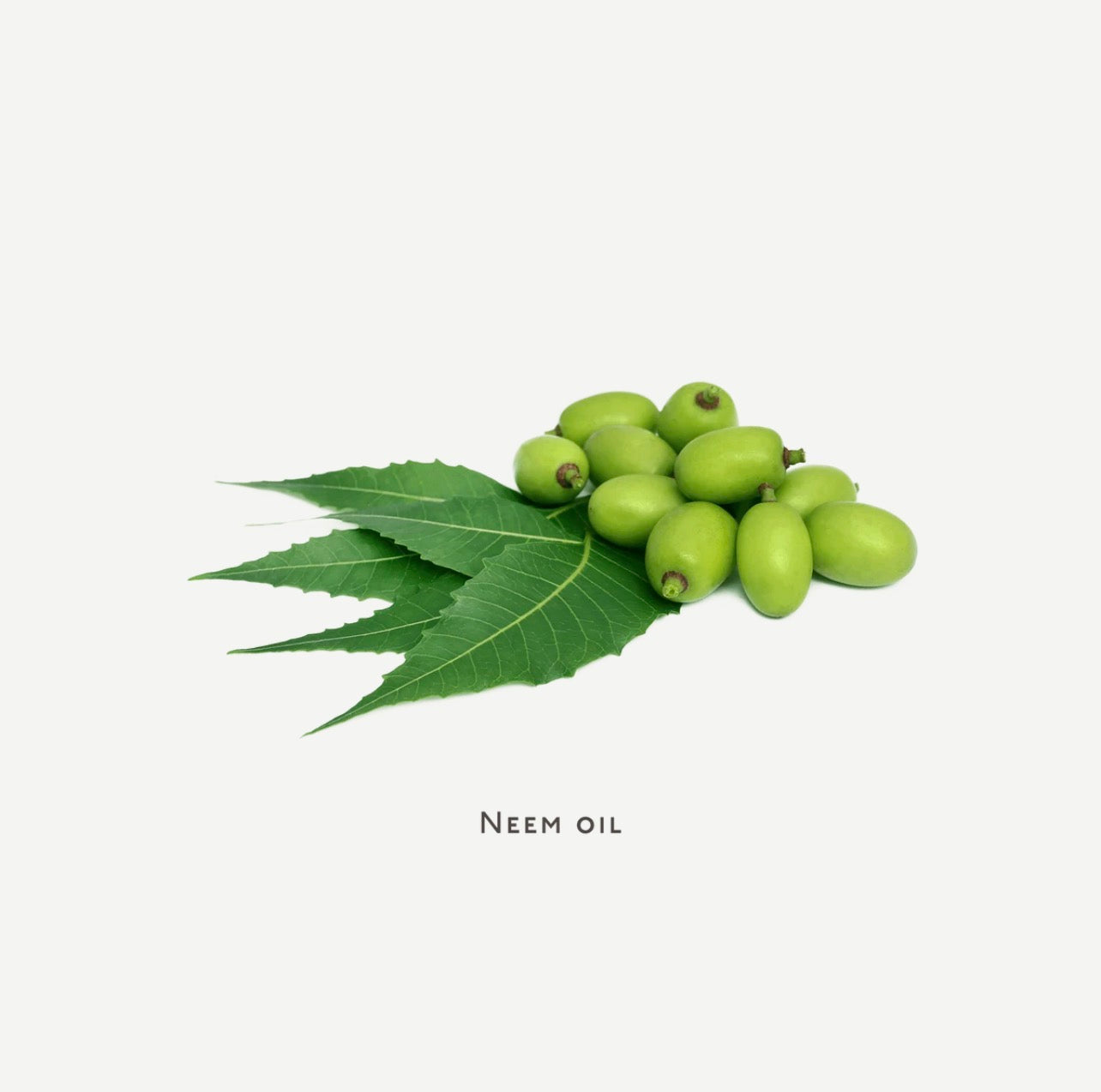 Nuebar || shampoo || oily hair